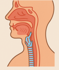 επεμβάσεις φάρυγγα