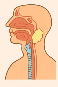 επεμβάσεις σιελογόνων αδένων